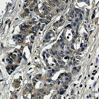 Anti-SOD1 Antibody