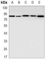 STAT5B Antibody