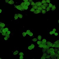 Anti-STAT5B Antibody