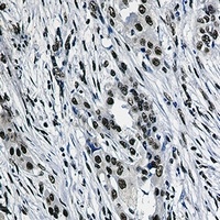 SAP155 antibody