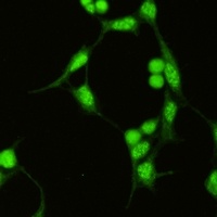SAP155 antibody