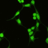 Anti-SAP155 Antibody