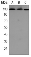 RAD21 Antibody