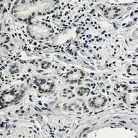 Anti-RAD21 Antibody