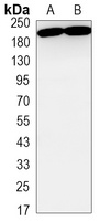 MERTK Antibody