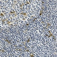 Anti-MERTK Antibody