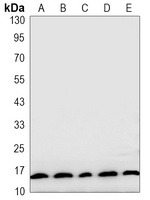 LC3-I/II Antibody