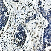 Anti-Lamin A/C Antibody