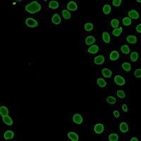 Anti-Lamin A/C Antibody
