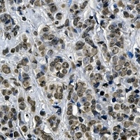 Anti-KEAP1 Antibody