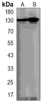 DNMT3A Antibody
