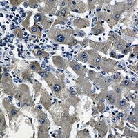 Anti-Cytochrome P450 2D6 Antibody