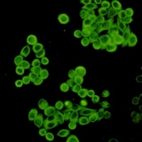 Anti-Cytochrome P450 2D6 Antibody
