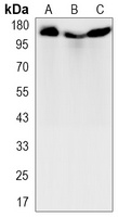 Collagen 1 alpha 1 Antibody