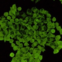 Cofilin Rabbit Monoclonal Antibody