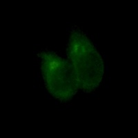 Anti-CLSTN1 Antibody