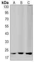 ATF3 Antibody