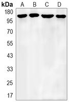 APC Antibody