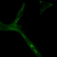 APC Antibody