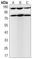 TRK B (Phospho-Y705) Antibody