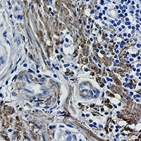 Anti-Filamin A/B (Phospho-S2152/2107) Antibody