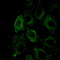 Anti-Filamin A/B (Phospho-S2152/2107) Antibody