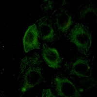 Filamin A/B (phospho-S2152/2107) antibody