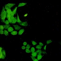 EGFR (phospho-Y1173) antibody
