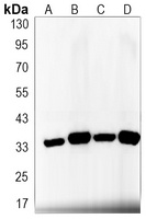 Osteopontin Antibody