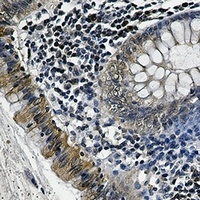 Osteopontin Antibody