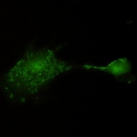 Anti-RSK3 Antibody