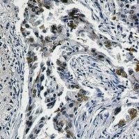 CD142 Antibody