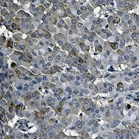 IRF7 antibody