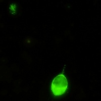 IRF7 antibody