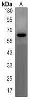 WDR1 Antibody