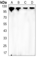 Vinculin Antibody