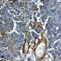 Vinculin Antibody