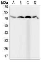 TRIM25 Antibody