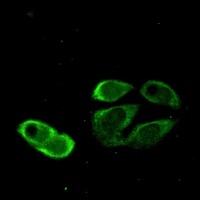 TRIM25 Antibody