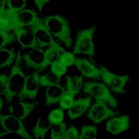 Anti-TOM20 Antibody