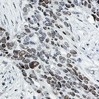 TCF7L2 antibody