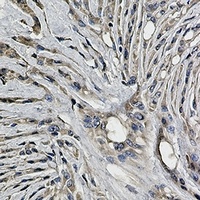 Anti-Synaptophysin Antibody