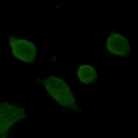 Anti-Synaptophysin Antibody
