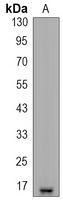 Survivin Antibody
