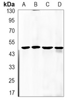 SMAD2 Antibody