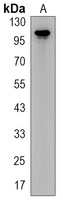 CD100 Rabbit Monoclonal Antibody