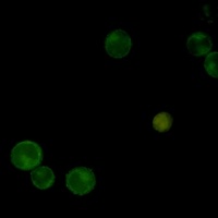 CD100 Rabbit Monoclonal Antibody