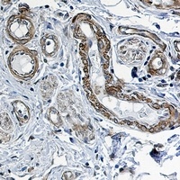PP1 beta Rabbit Monoclonal Antibody