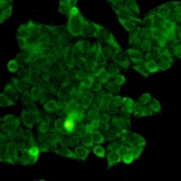 PP1 beta Rabbit Monoclonal Antibody