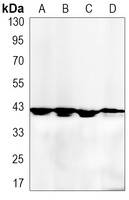 p38 Antibody